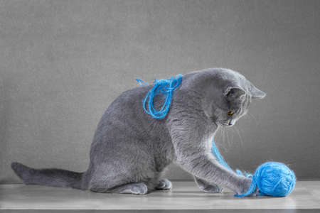 British Blue cat  playing with  ball of yarnの写真素材