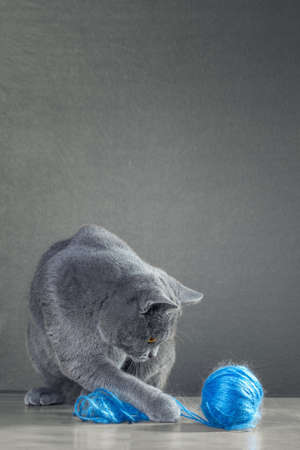 British Blue cat  playing with  ball of yarnの写真素材