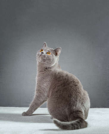 British Blue cat on a gray backgroundの写真素材