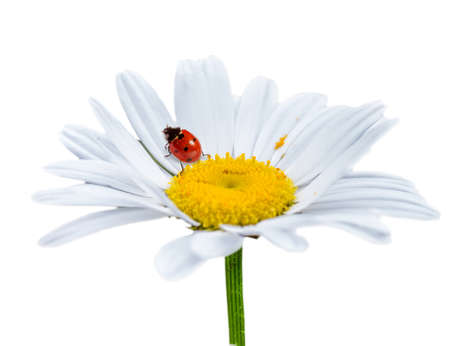 Ladybug on daisy flower. Isolate on white backgroundの写真素材