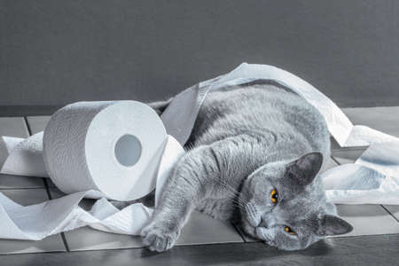 British Blue cat and toilet paper.の写真素材