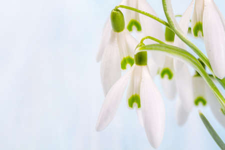 Bouquet of snowdropson a blue backgroundの写真素材