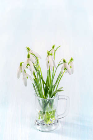 Bunch of snowdrops on a rustic backgroundの写真素材
