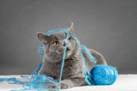 British Blue cat playing with ball of yarnの写真素材
