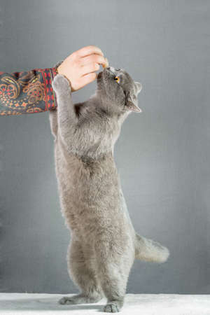Woman feeding British catの写真素材