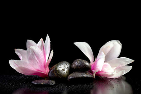 Magnolia blossom close up isolated on black backgroundの写真素材