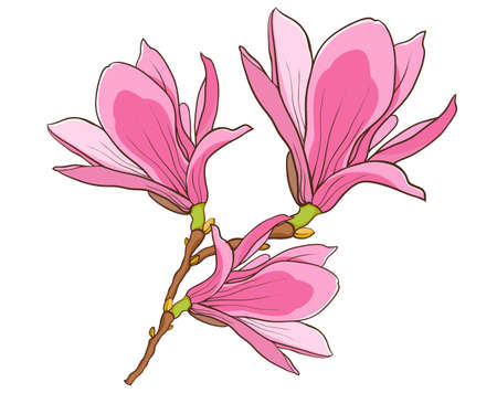 blossom branch of pink magnolia.のイラスト素材