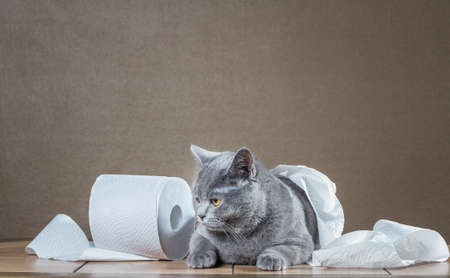 British Blue cat and toilet paper.