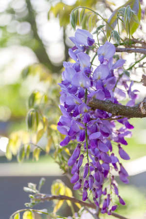 Branch of a blossoming wisteriaの写真素材