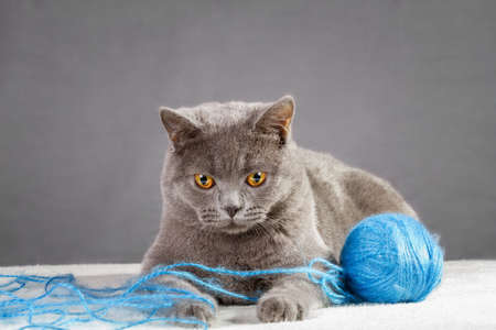 British Blue cat playing with ball of yarn.の写真素材