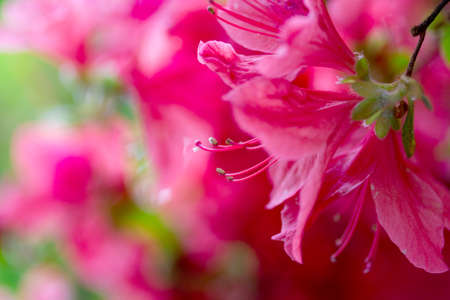 Flowers of Azalea close up