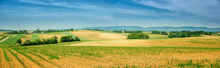 Panorama of Alsace rolling landscape with lines of sprouts. France