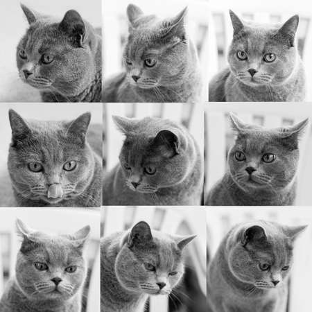 Cats portraits on bright backgroundsの写真素材