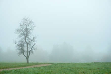 One tree in an autumn park. Morning fog.の写真素材