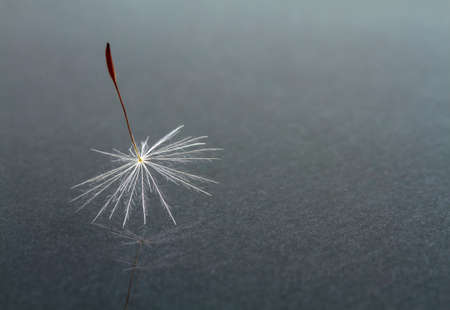 Dandelion seed closeup on a dark background