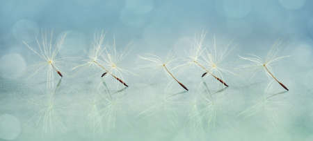 Panoramic image of a dandelion seed close-upの写真素材