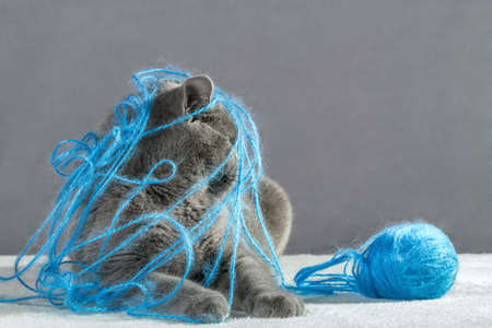 British Blue cat playing with ball of yarn.の写真素材
