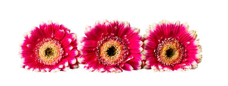 Pink gerbera isolated on white background