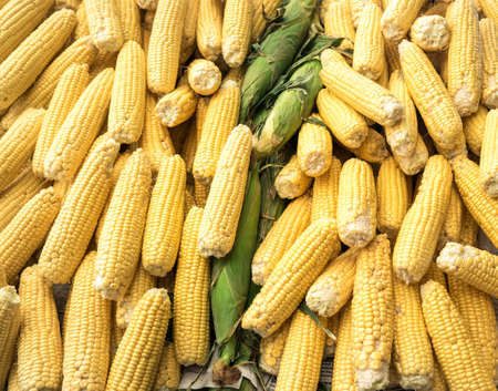Food background with ripe cornの写真素材