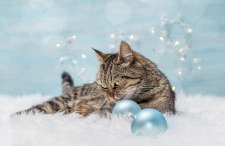 Christmas card with cat and christmas ballsの写真素材