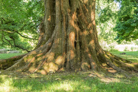 Mighty roots of a large tree close up