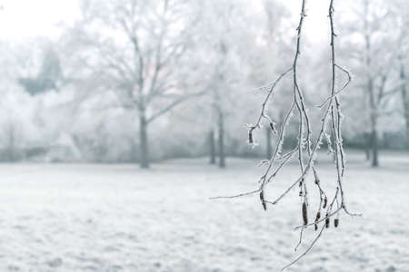 Winter landscape with a snow-covered branch in the foreground.の写真素材