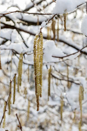 Spring plants covered with snow