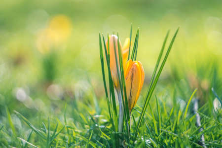 Spring crocuses on a sunny day. Shallow depth of field.