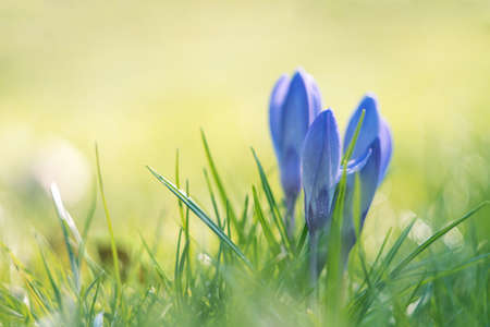 Spring crocuses on a sunny day. Shallow depth of field.