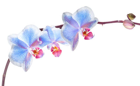 Branch of a blooming orchid on a white backgroundの写真素材