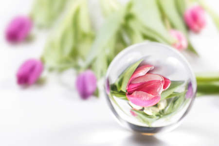 Greeting card with tulips and reflection in a glass bowl.の写真素材