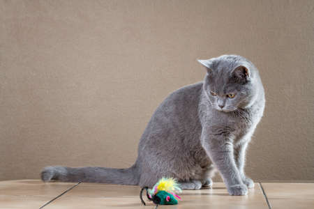British cat playing with mouse