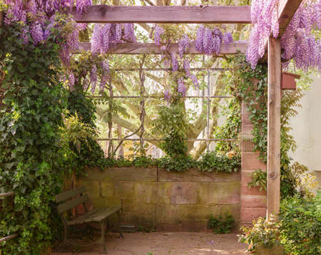 Spring Wisteria in a place of restの写真素材