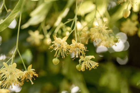 Flowering linden tree. Closeup.