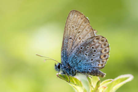Butterfly on the plant. Closeup.