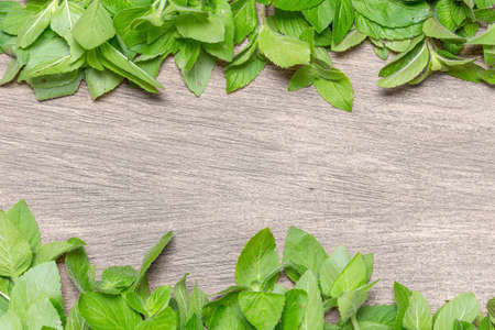 Healing background with fresh mint. Place for textの写真素材