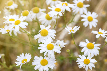 Field with daisies on a sunny dayの写真素材