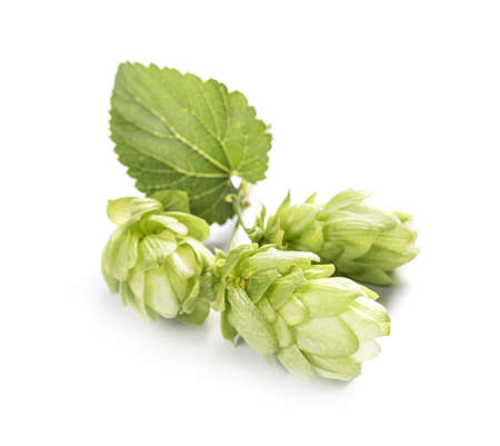 Fresh branch of hops isolated on a white background.