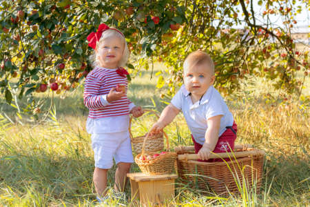Children with apples in baskets in the apple orchardの写真素材