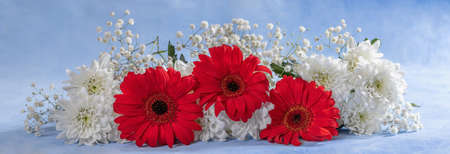 Panoramic image of flowers. Rose, Gerbera, Astraの写真素材