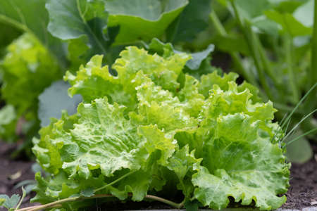 Leaves of lettuce in the garden close upの写真素材