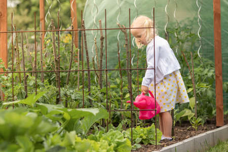 Little girl watering a crop with a pink watering canの写真素材