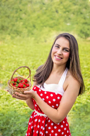 Young woman picks strawberries on a strawberry fieldの写真素材