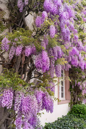 Blooming wisteria on the walls of the buildingの写真素材