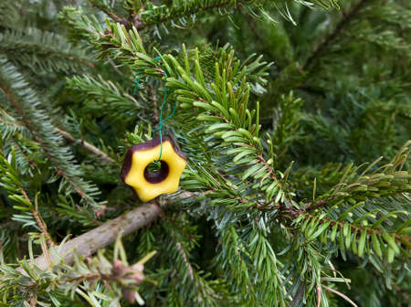 Christmas trees are put down at a street after the feast. Environmental concept