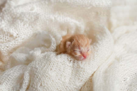 Newborn kittens sleep under a warm plaidの写真素材
