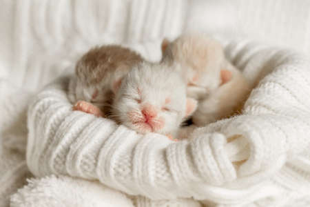 Newborn kittens sleep under a warm plaidの写真素材