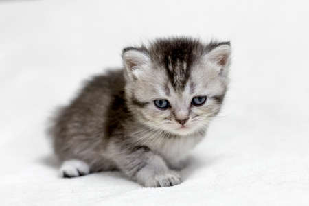 Small British kitten on a light background.の写真素材