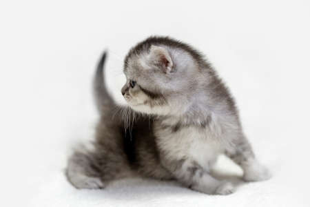 Small British kitten on a light background.の写真素材