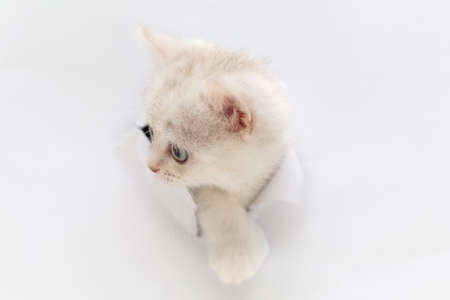 Kitten look through a hole in the paperの写真素材